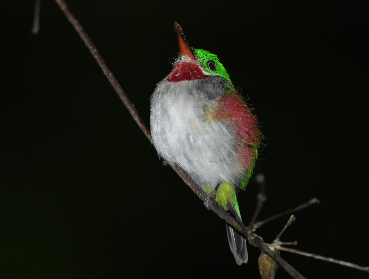 Ширококлювый тоди - ML644364385