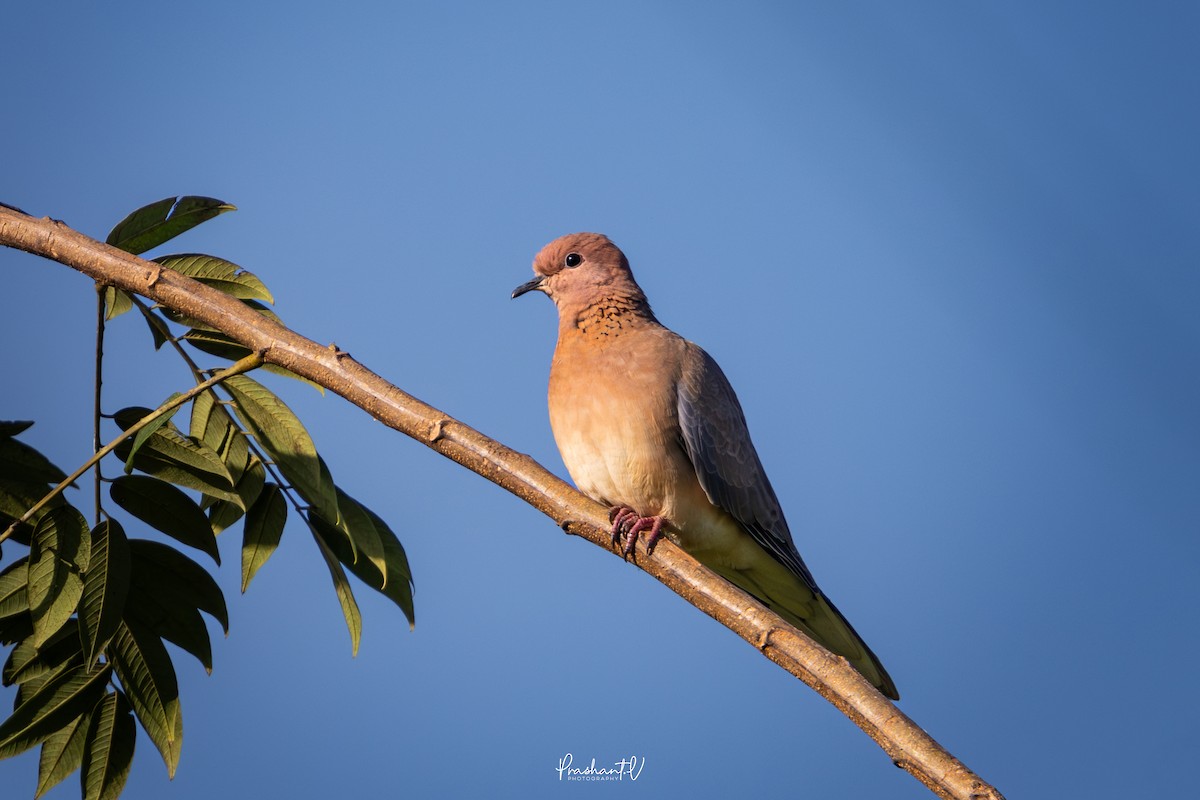 Laughing Dove - ML644364400