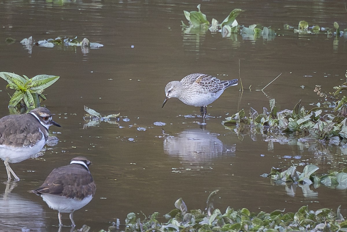 White-rumped Sandpiper - ML644364404