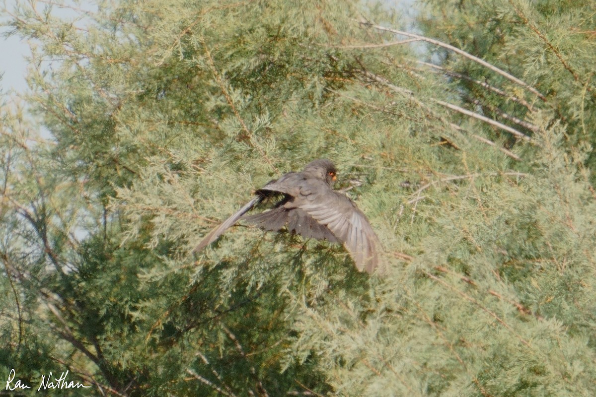 Belatz hankagorria - ML644364406