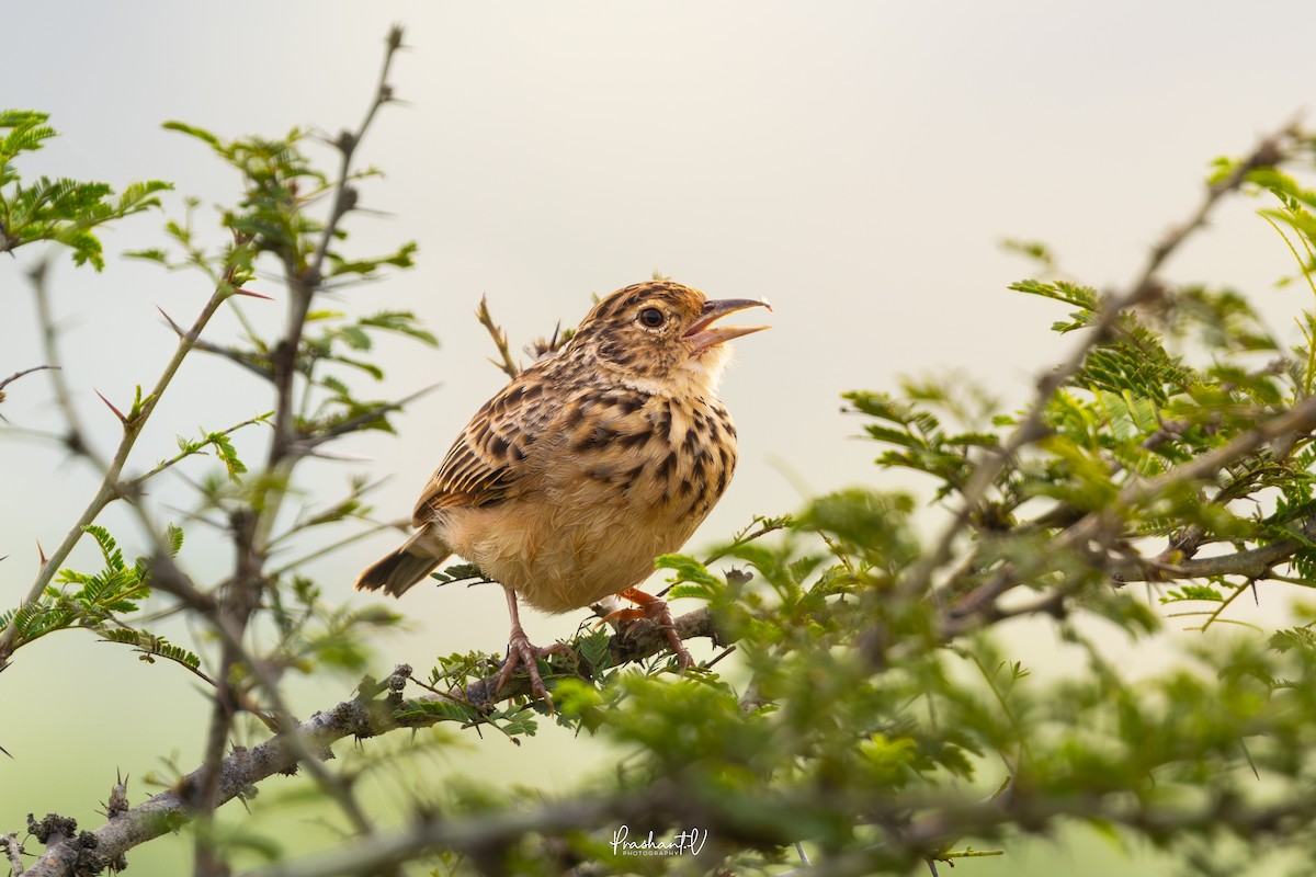 ghatslerke - ML644364415