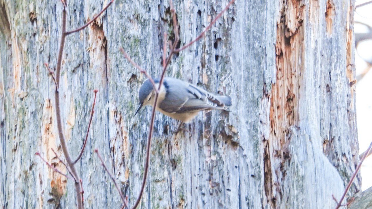 White-breasted Nuthatch - ML644364417