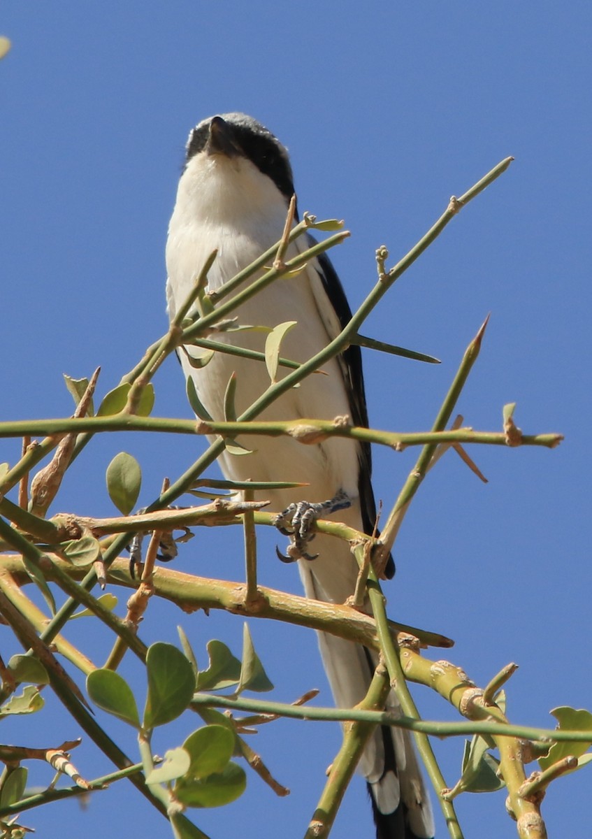 Pie-grièche grise - ML644364422