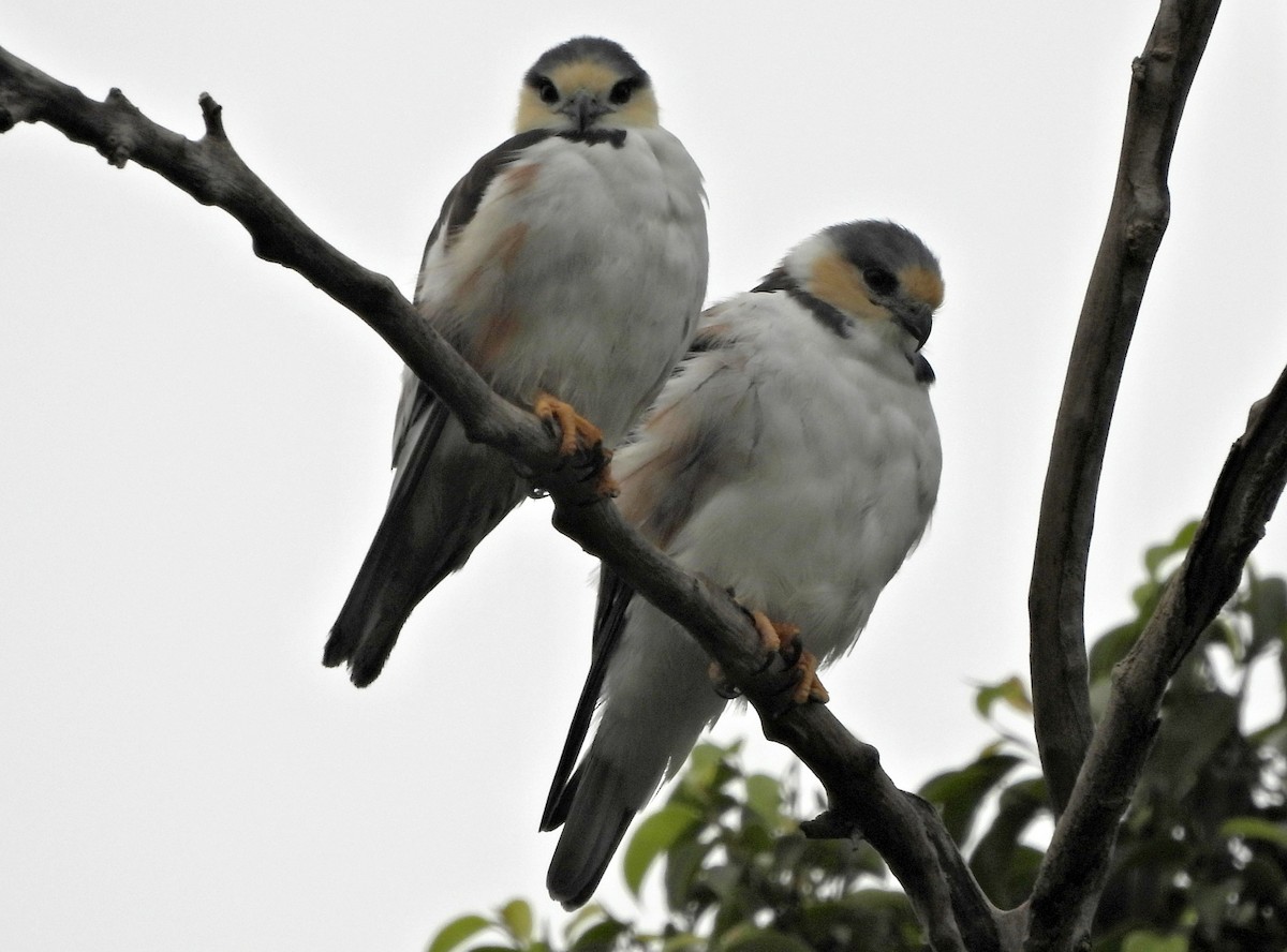 Pearl Kite - ML644364423