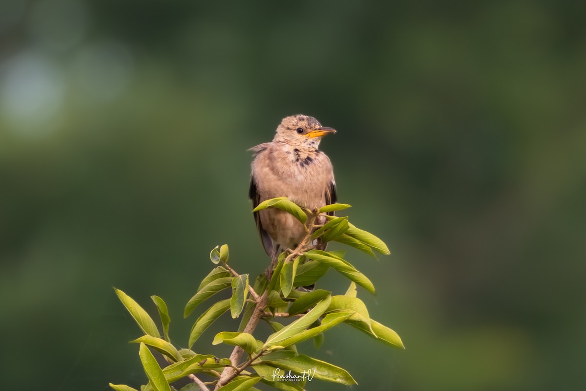 バライロムクドリ - ML644364425