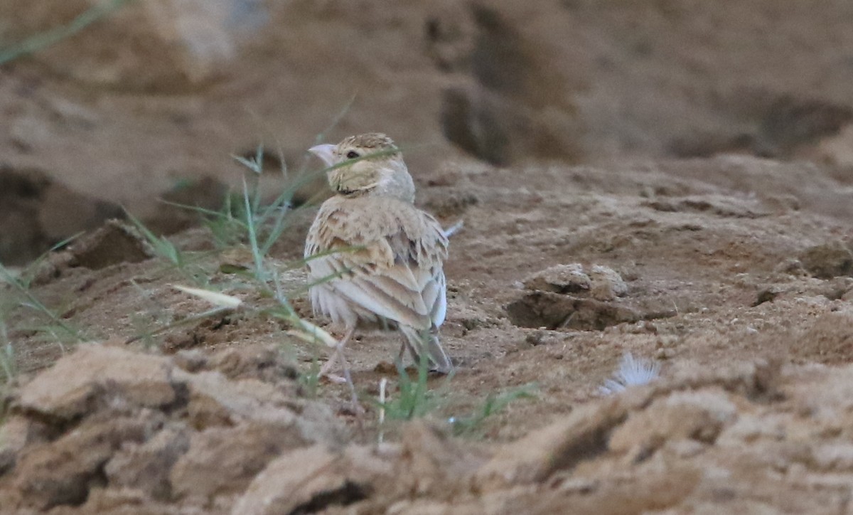 Black-crowned Sparrow-Lark - ML644364427