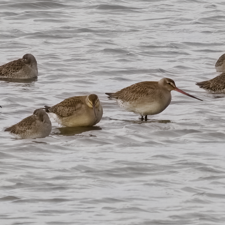 Hudsonian Godwit - ML644364430