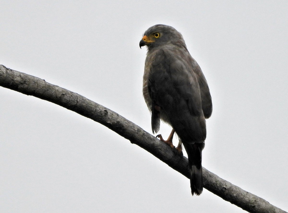 Yol Şahini - ML644364432