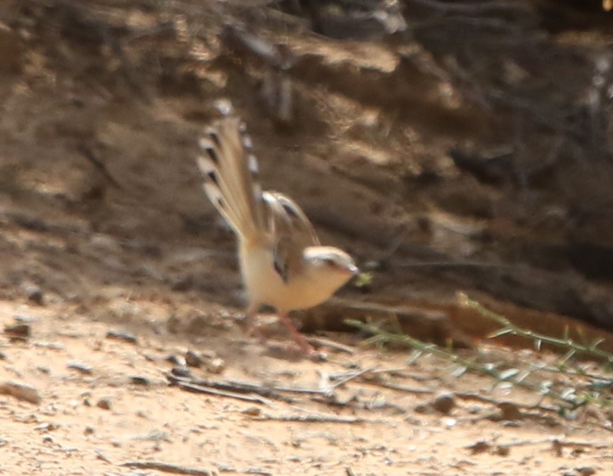 Cricket Longtail - ML644364433