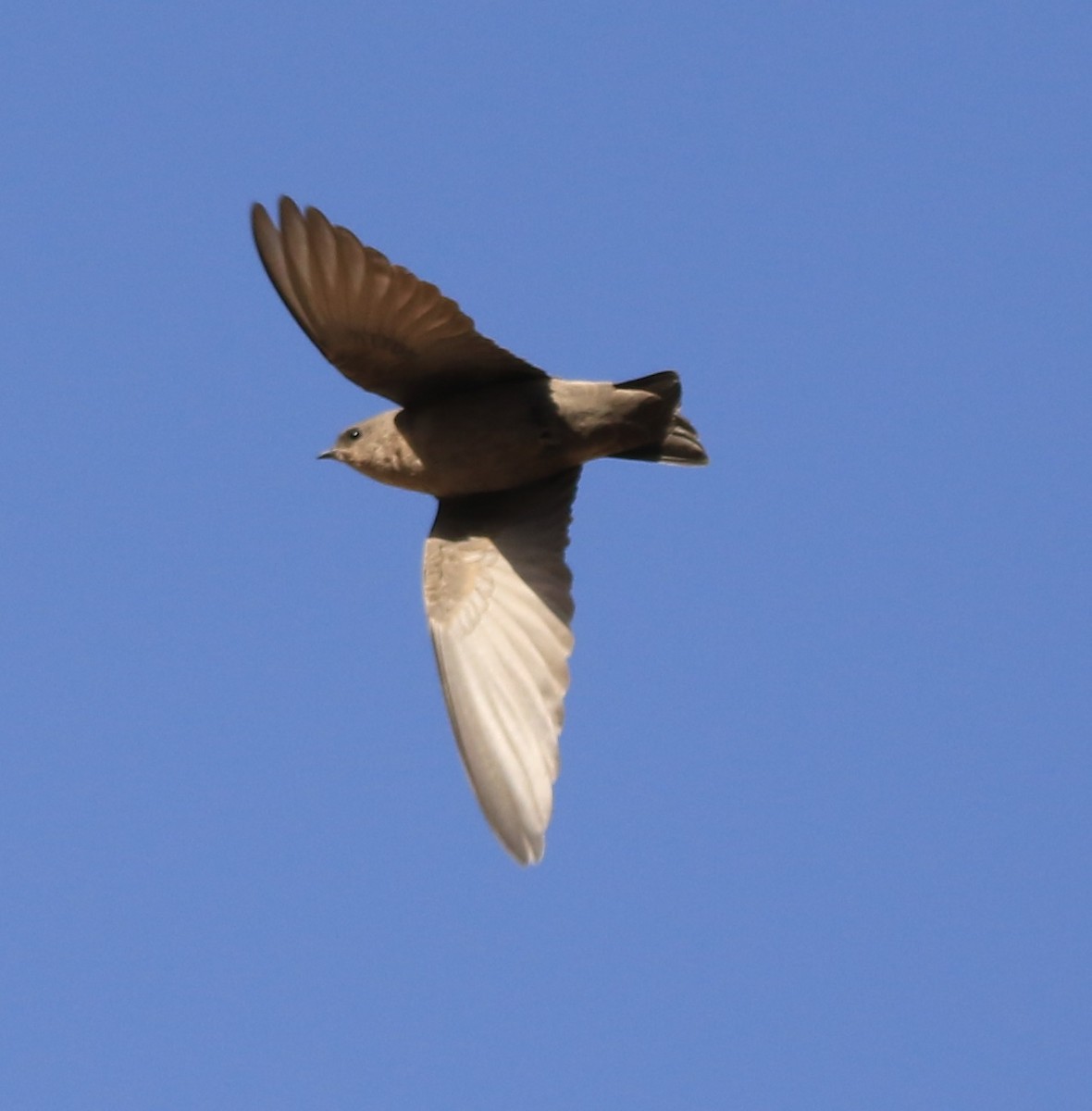 Hirondelle du désert - ML644364436