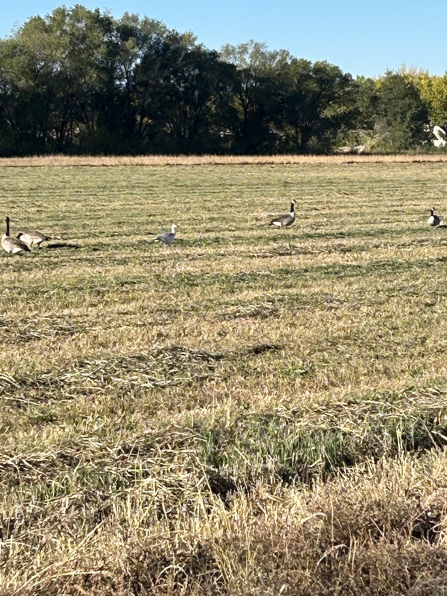 Snow Goose - ML644364438