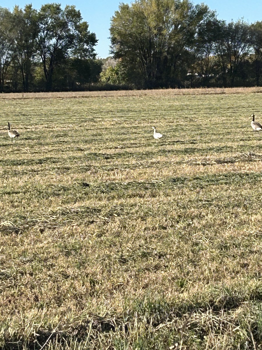 Snow Goose - ML644364439