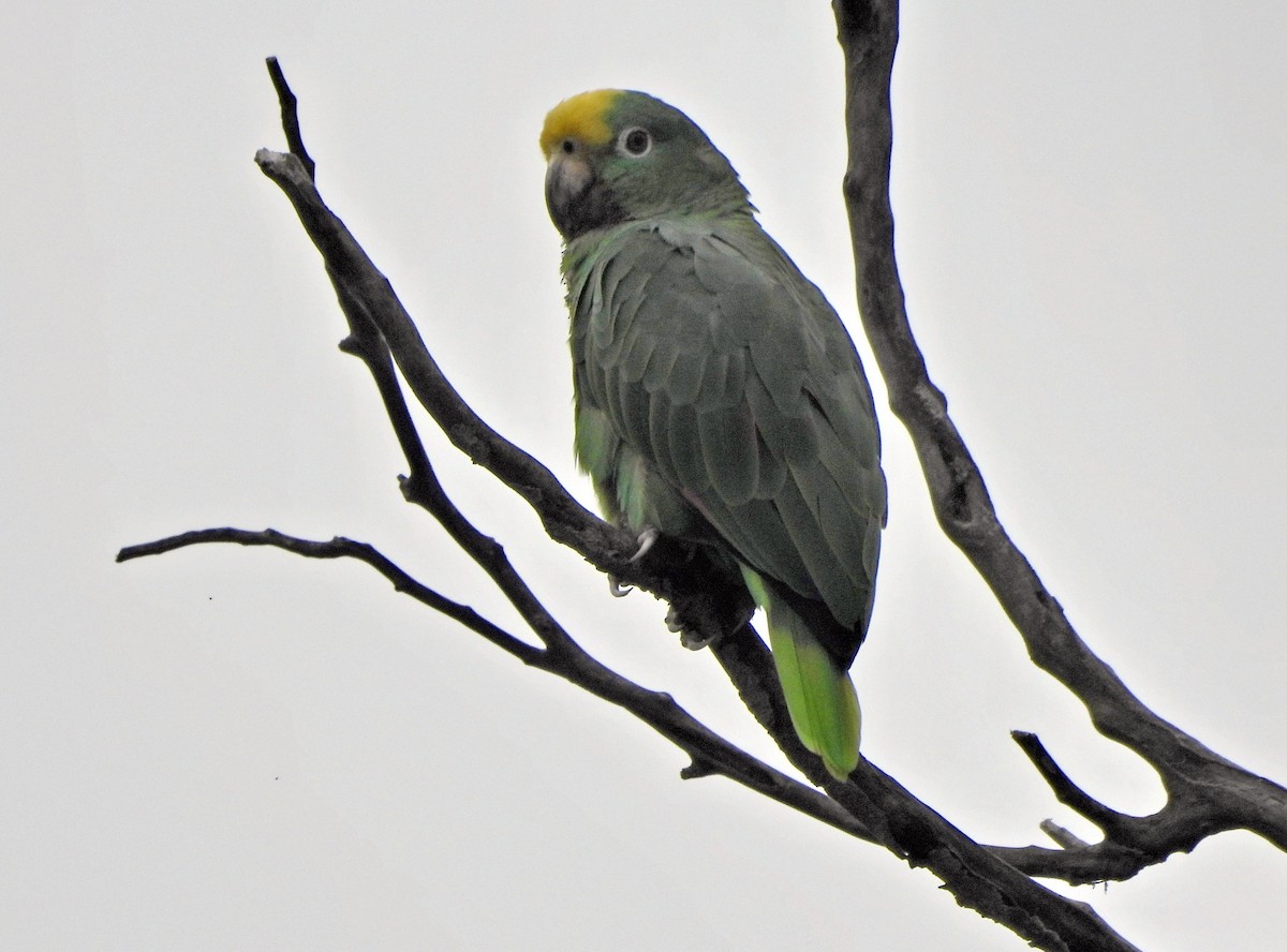Yellow-crowned Amazon - ML644364442
