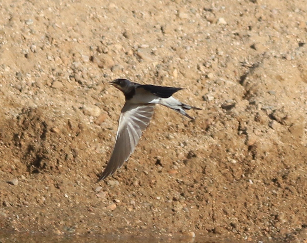 Hirondelle rustique - ML644364443