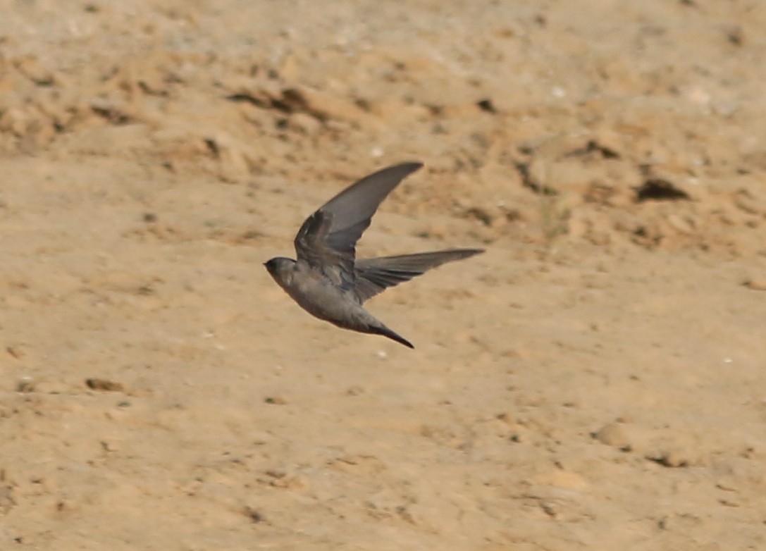 hirondelle sp. - ML644364447