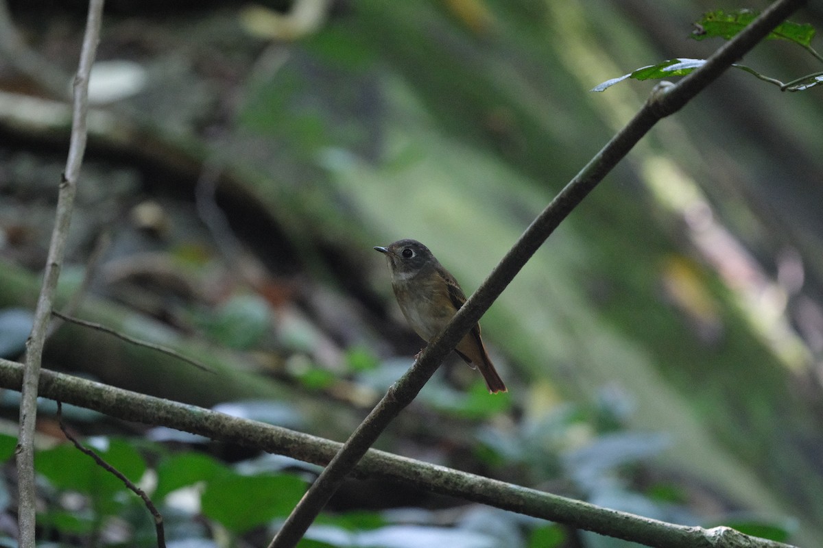 Ferruginous Flycatcher - ML644364469