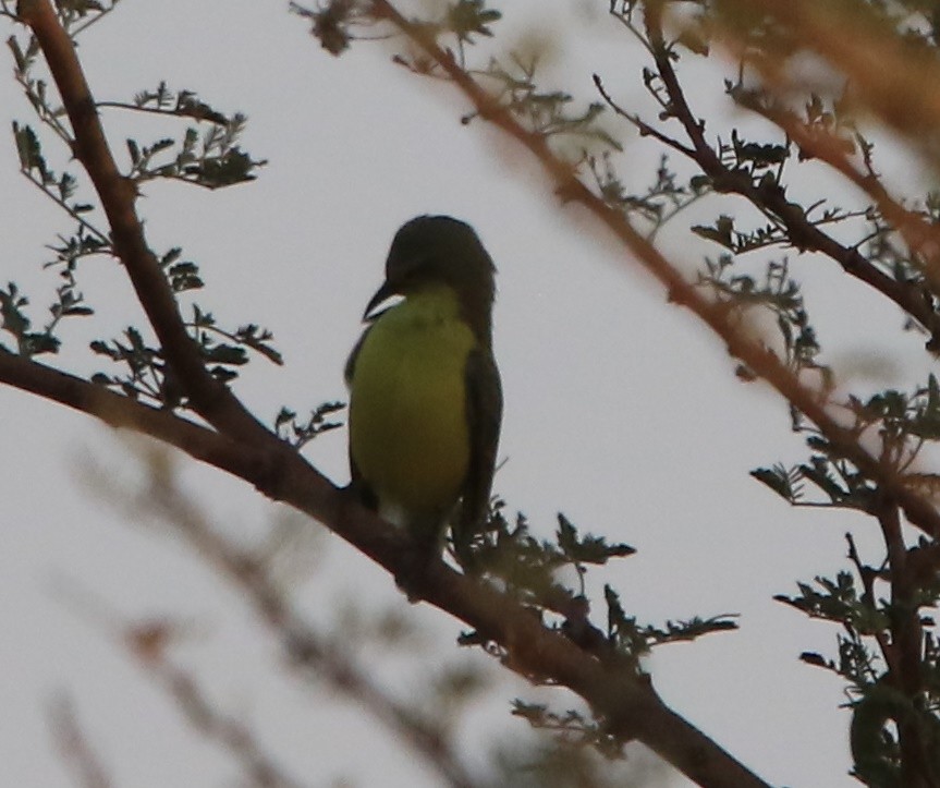 Souimanga pygmée - ML644364475