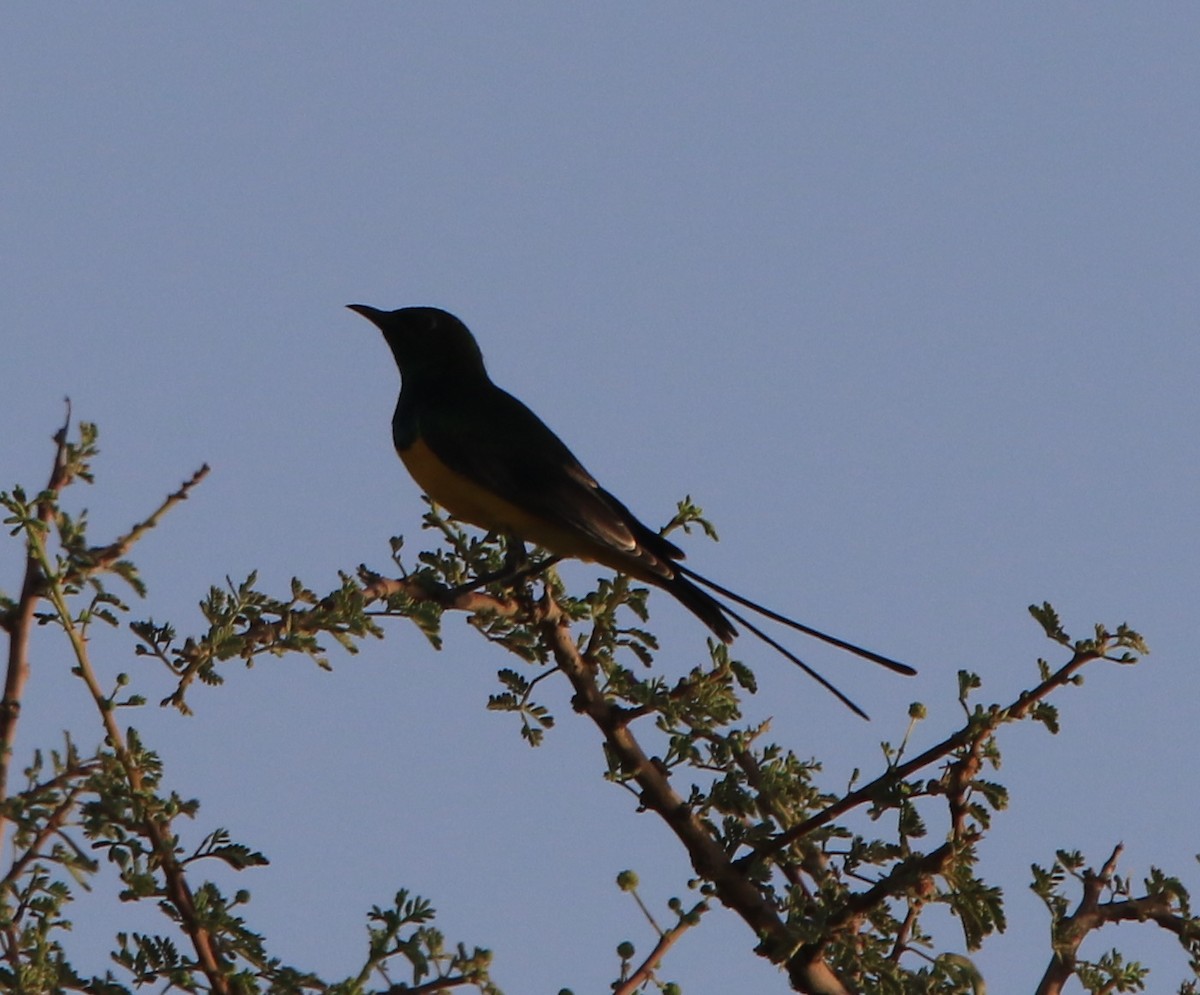 Souimanga pygmée - ML644364476