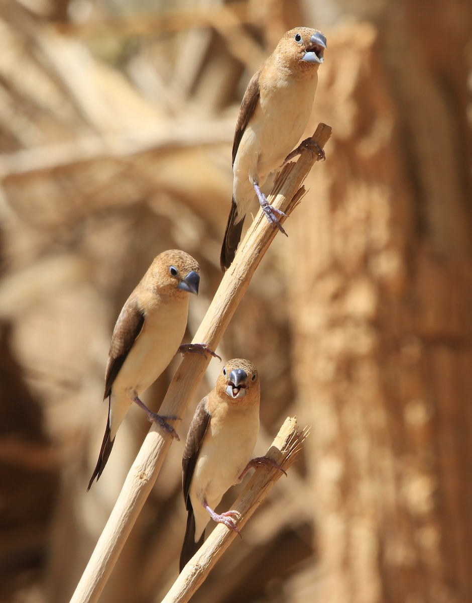 African Silverbill - ML644364480