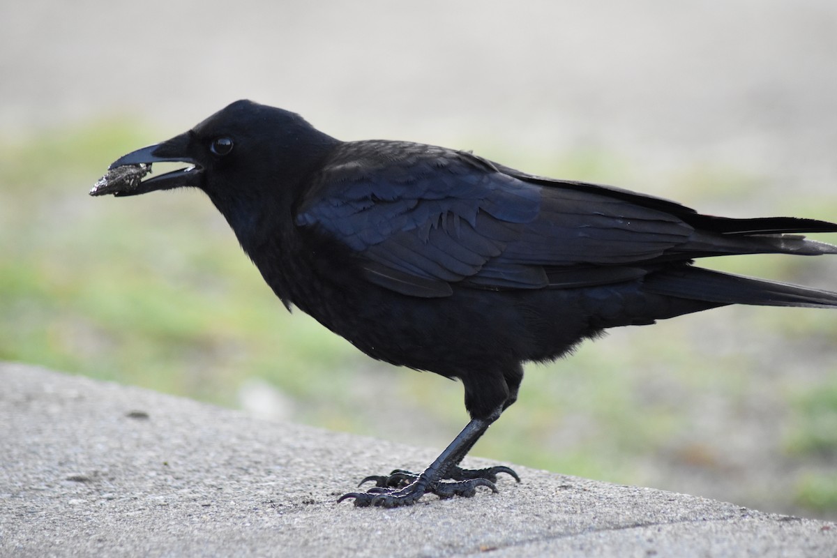 Corneille d'Amérique - ML644364481