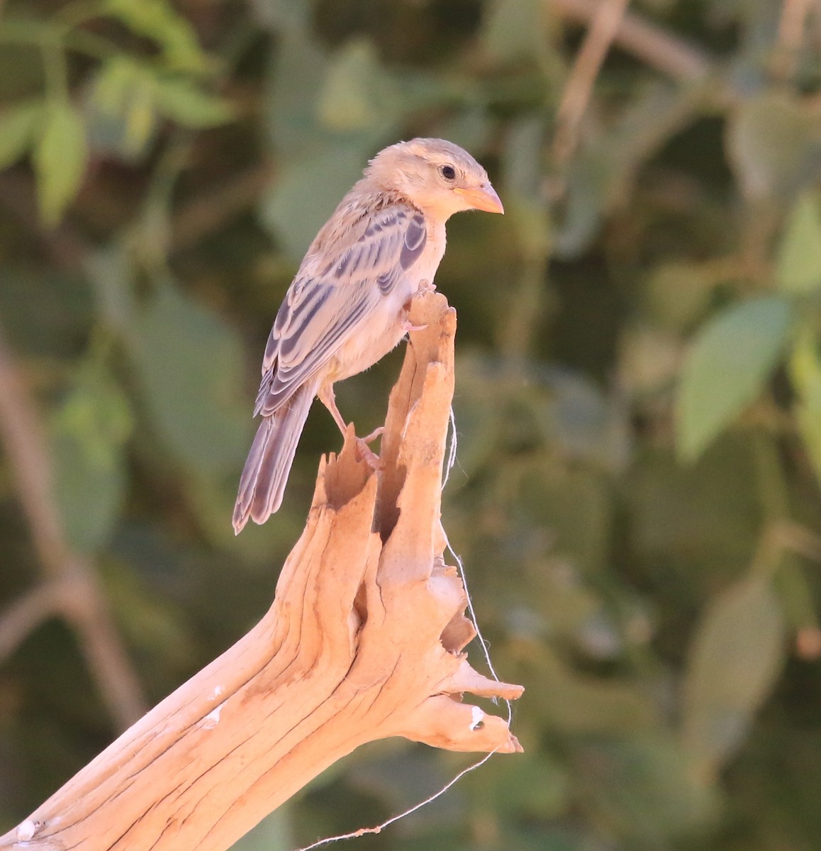 Moineau doré - ML644364487