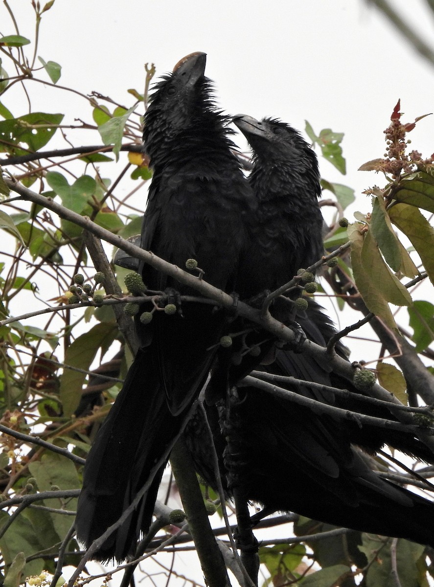 Ani à bec lisse - ML644364488