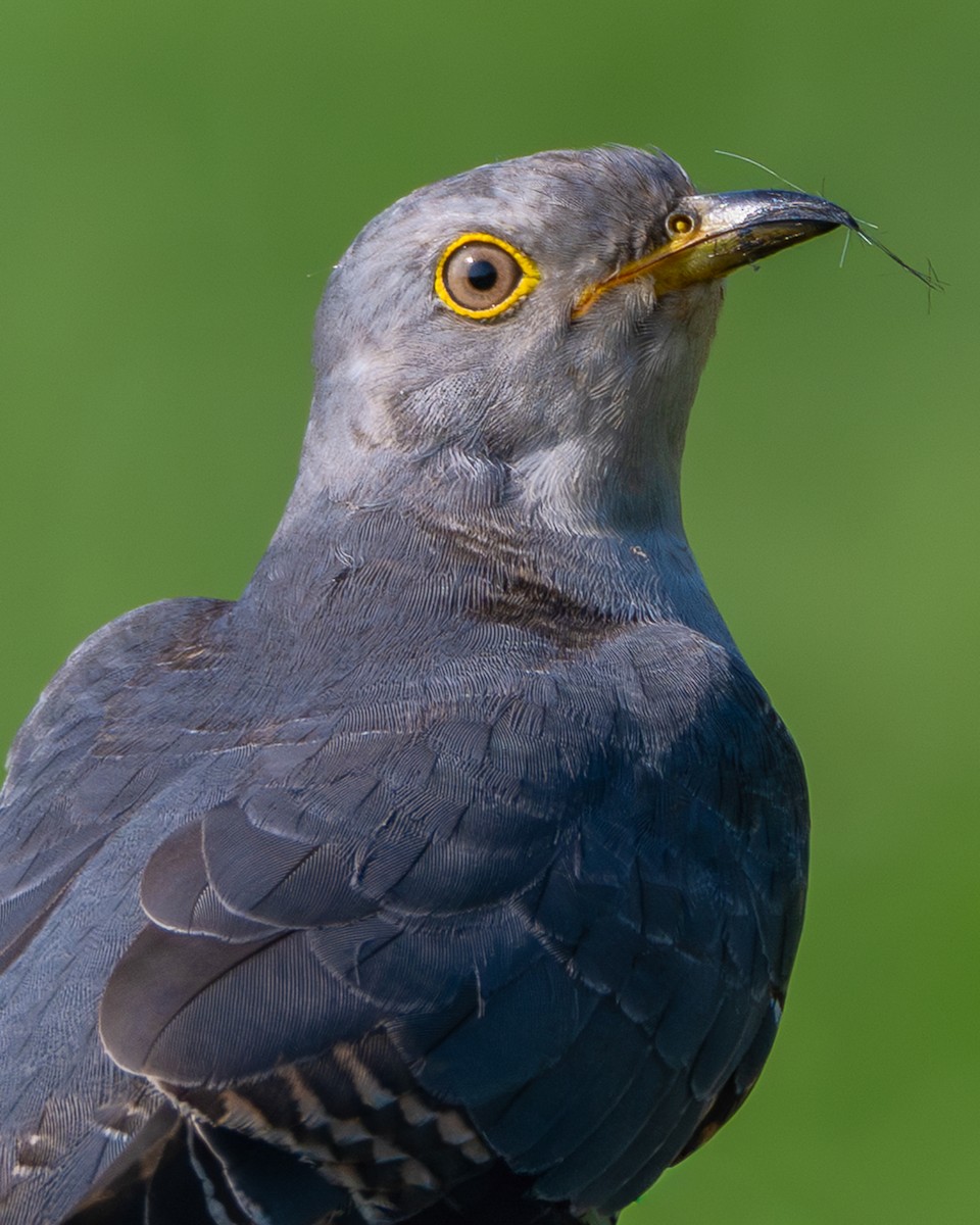 Common Cuckoo - ML644364489