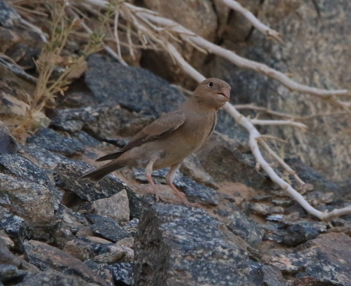 Roselin githagine - ML644364492