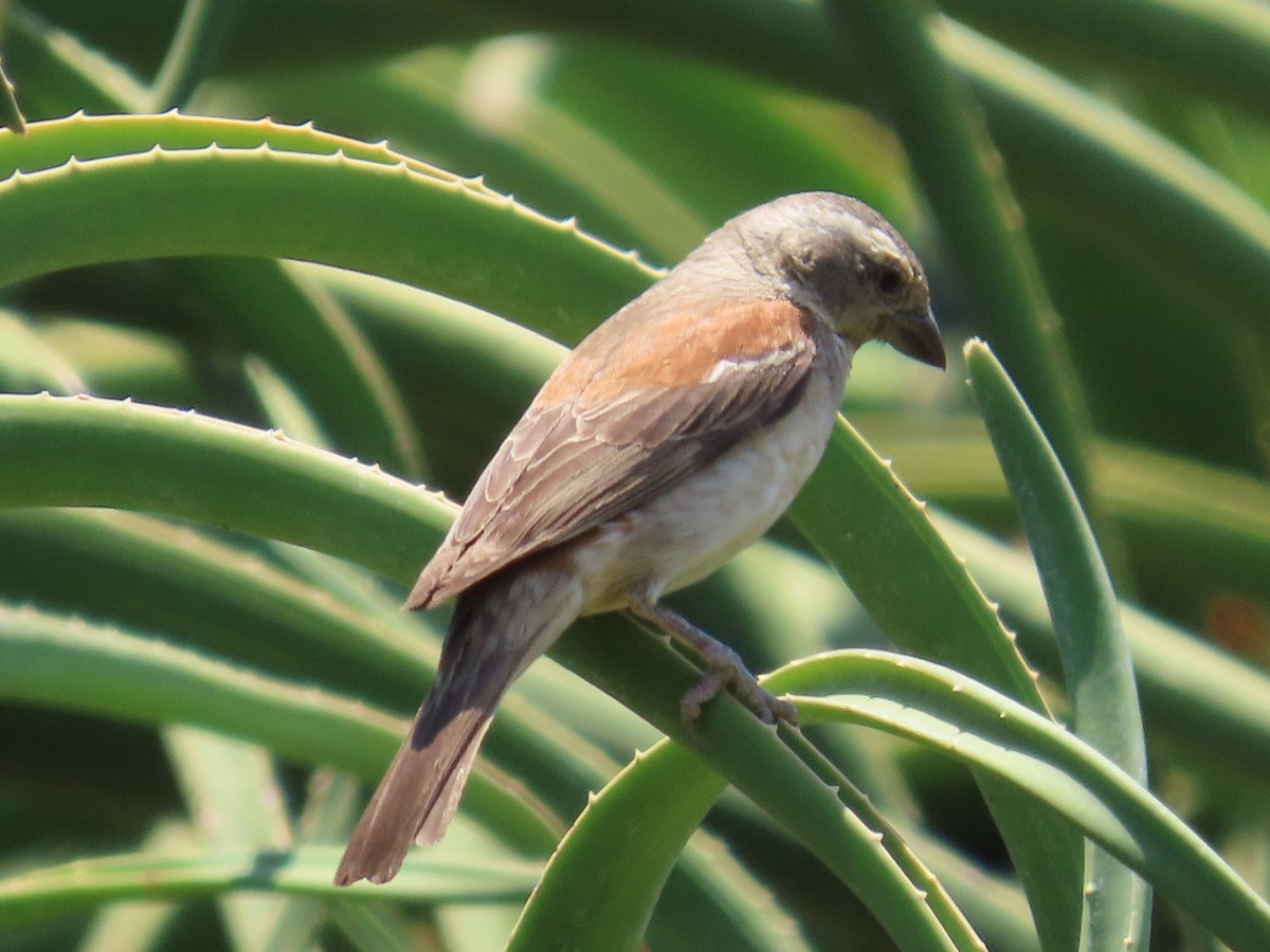 Cape Sparrow - ML644364493