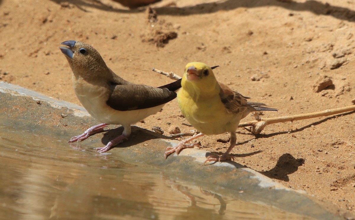 Moineau doré - ML644364495