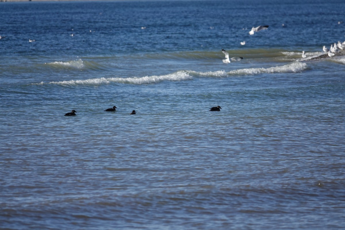 Surf Scoter - ML644364499