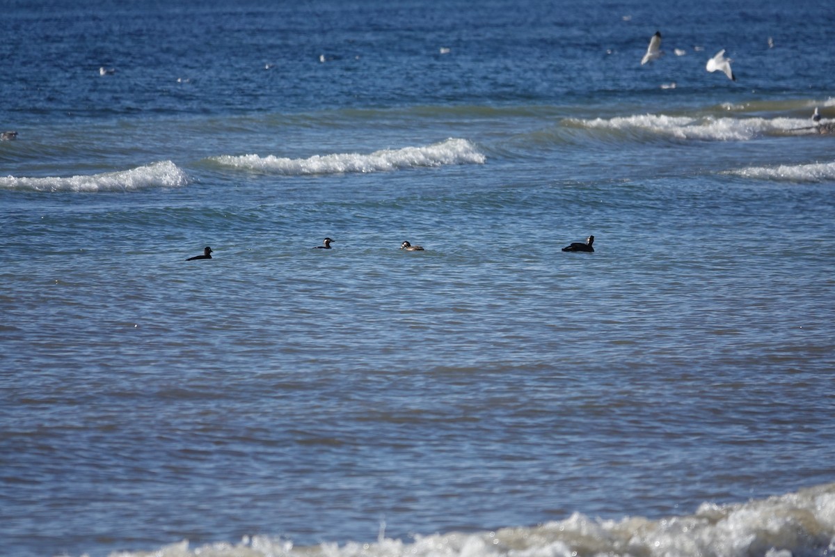 Surf Scoter - ML644364500