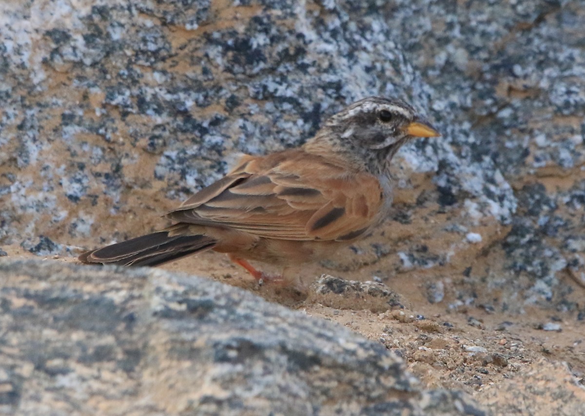 Bruant du Sahara - ML644364501