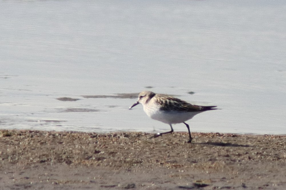 White-rumped Sandpiper - ML644364504