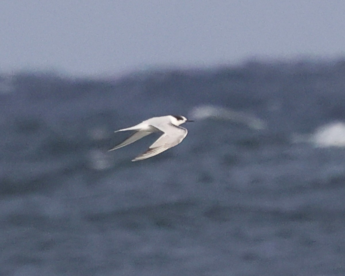 Речная крачка - ML644364510