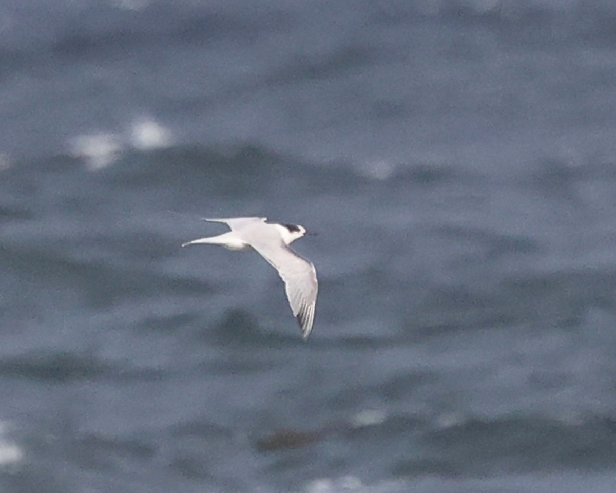 Речная крачка - ML644364515