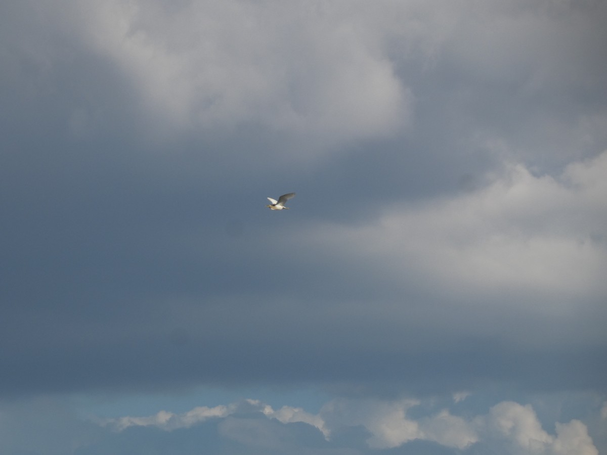 Crabier chevelu - ML644364522