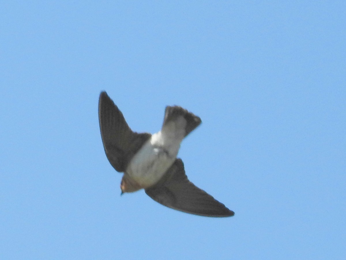 キツネツバメ - ML644364531