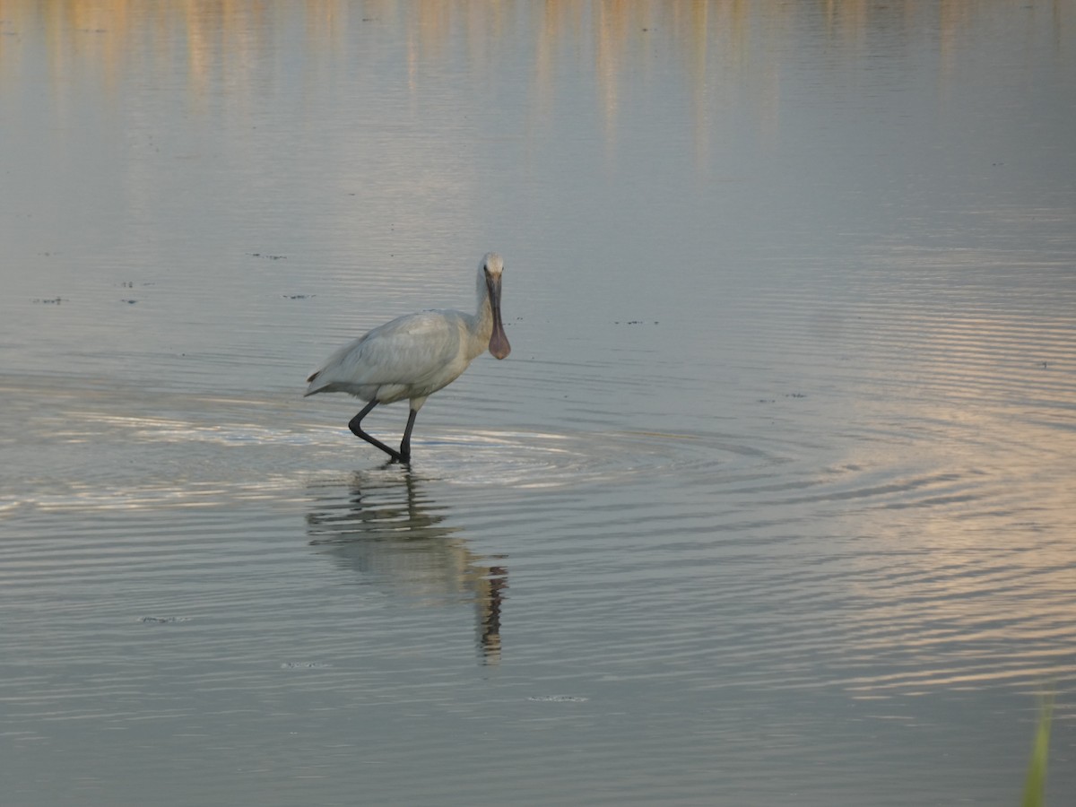 Spatule blanche - ML644364533