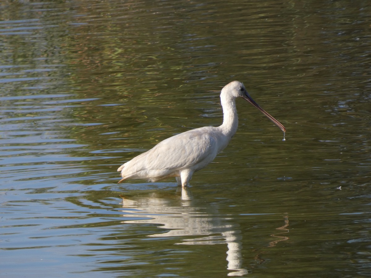 Spatule blanche - ML644364534