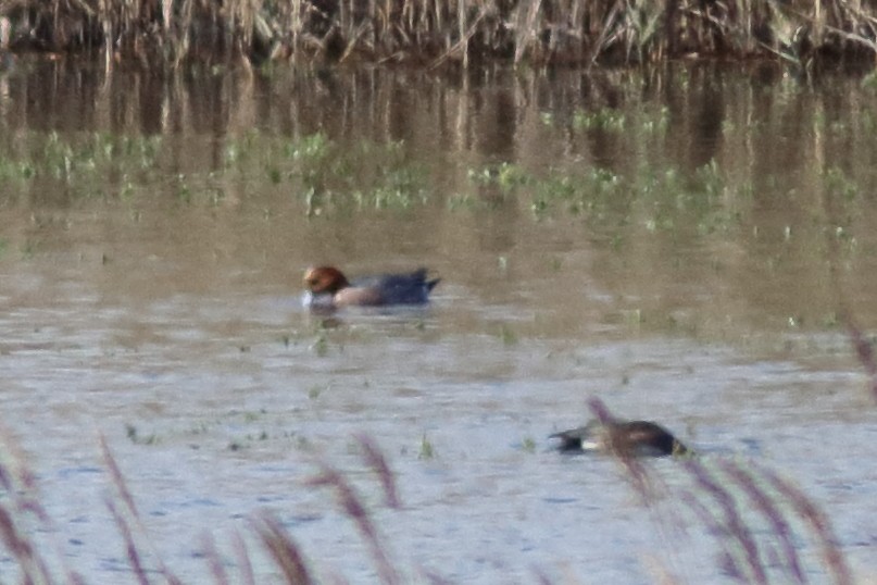 Eurasian Wigeon - ML644364536