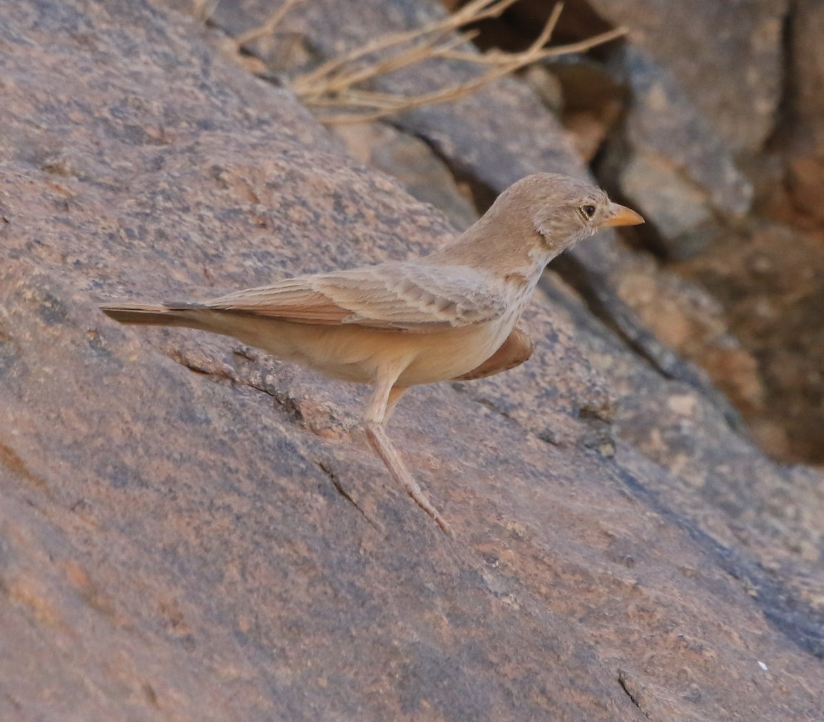 Ammomane isabelline - ML644364537