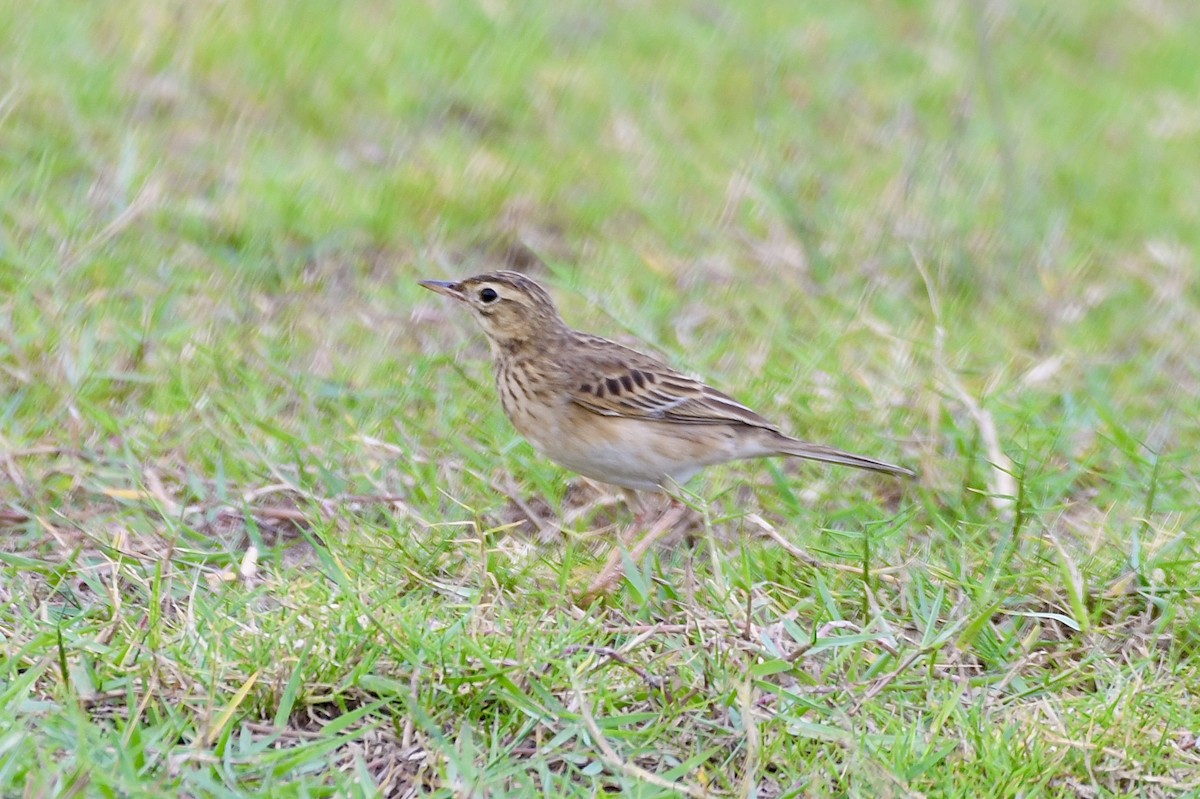 Bisbita de Richard - ML644364539