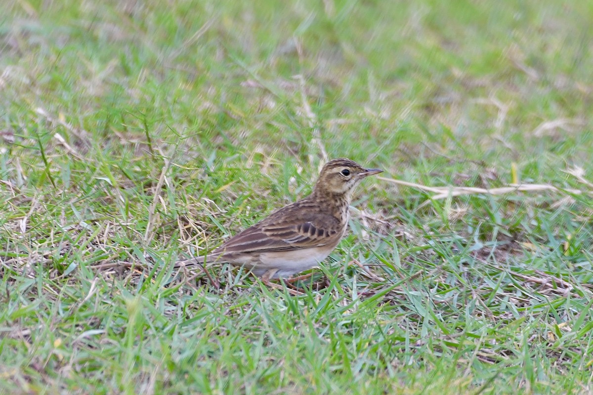 Bisbita de Richard - ML644364540