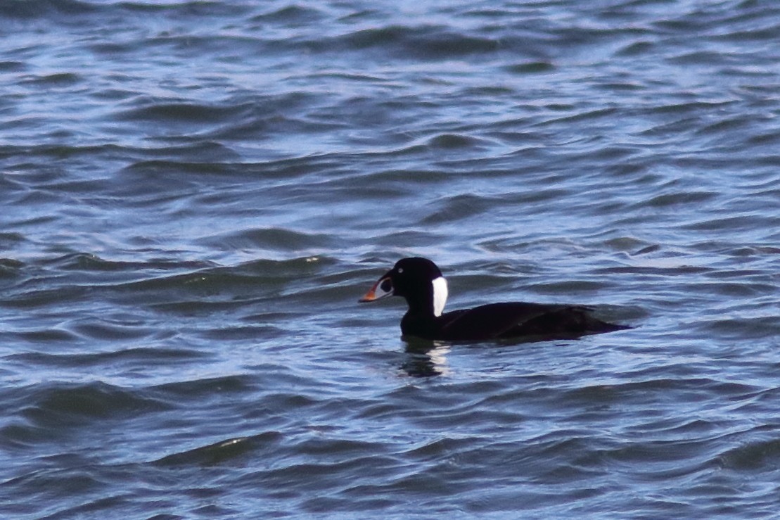 Surf Scoter - ML644364542