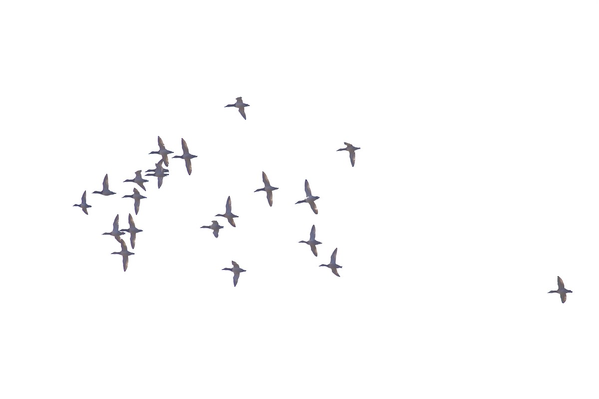 Canvasback - ML644364543