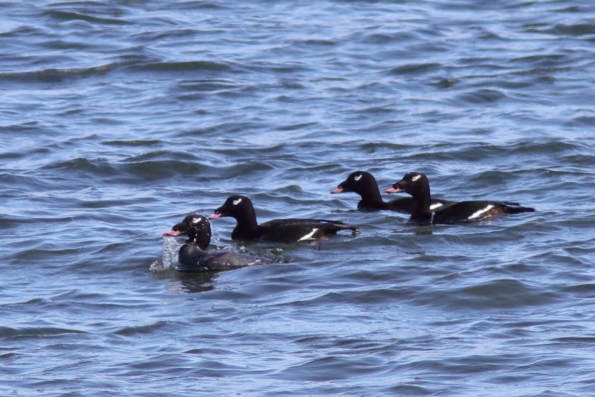 White-winged Scoter - ML644364551
