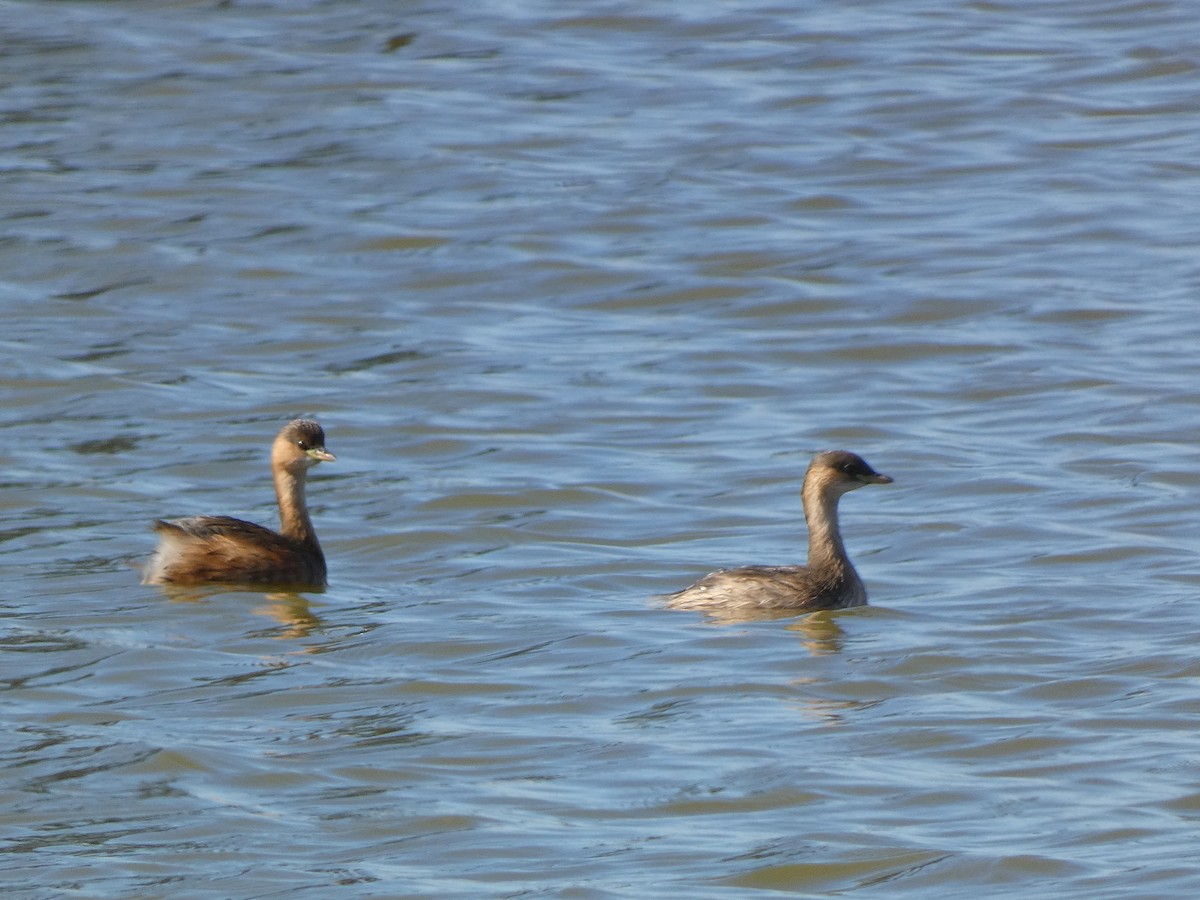 Grèbe castagneux - ML644364554