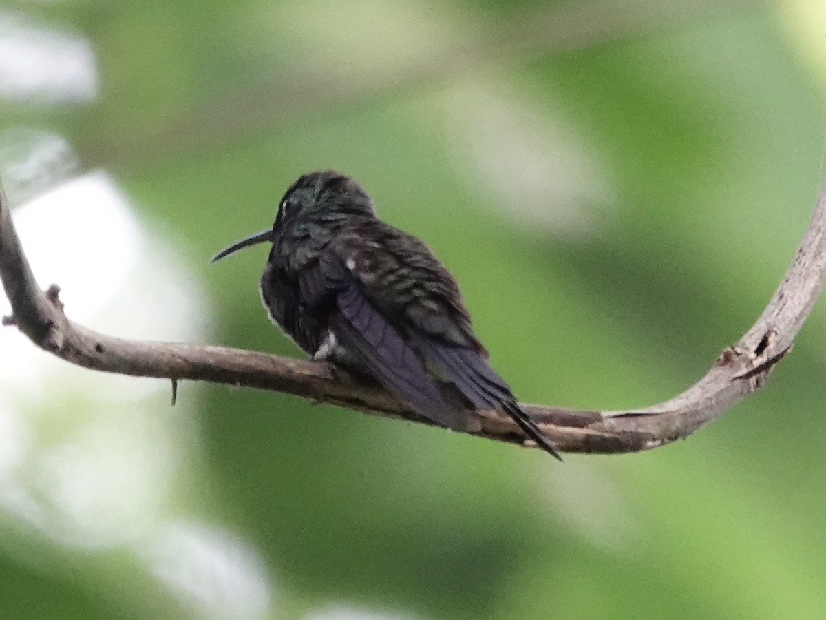 Fork-tailed Woodnymph - ML644364558