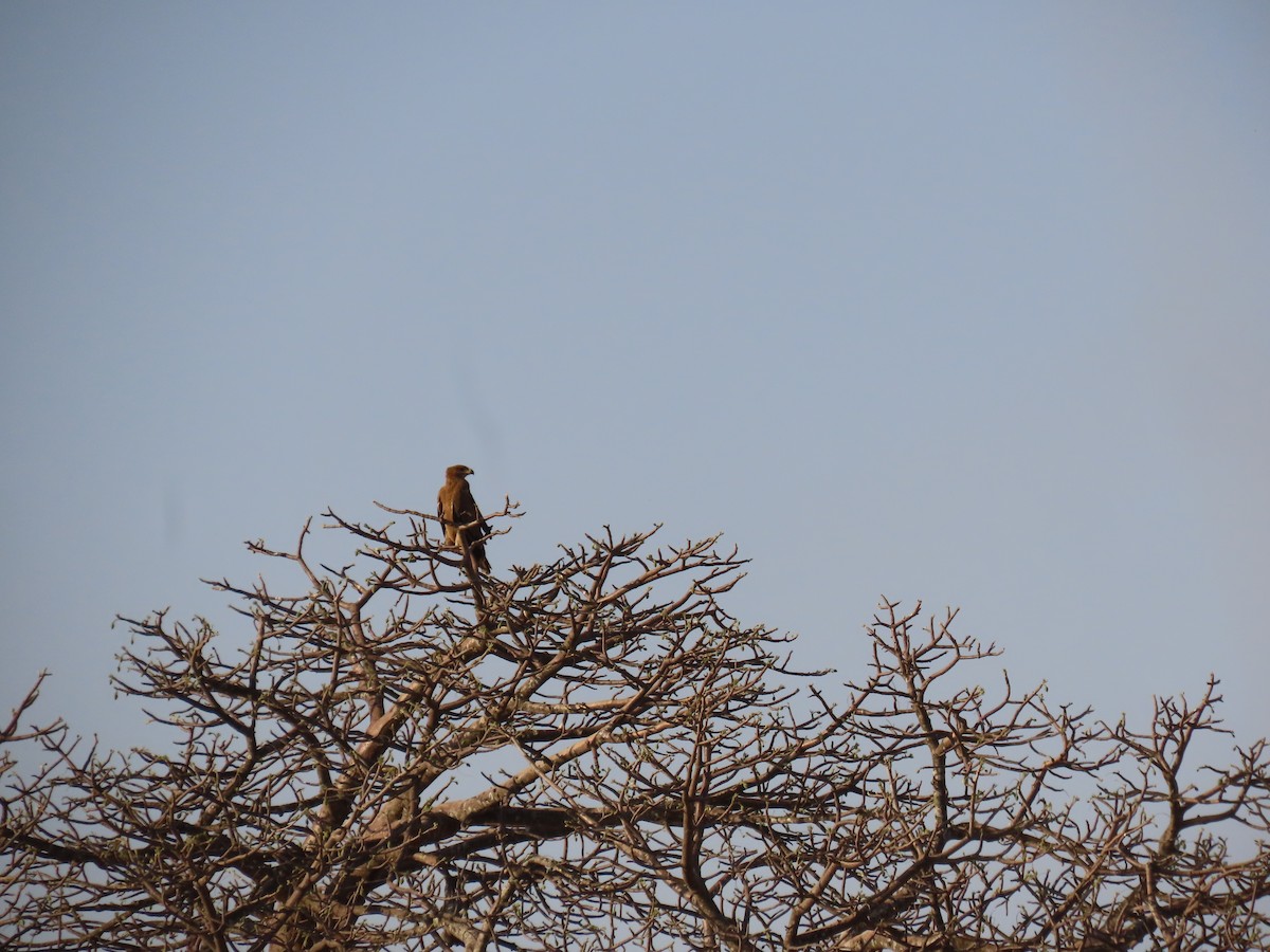 Tawny Eagle - ML644364559